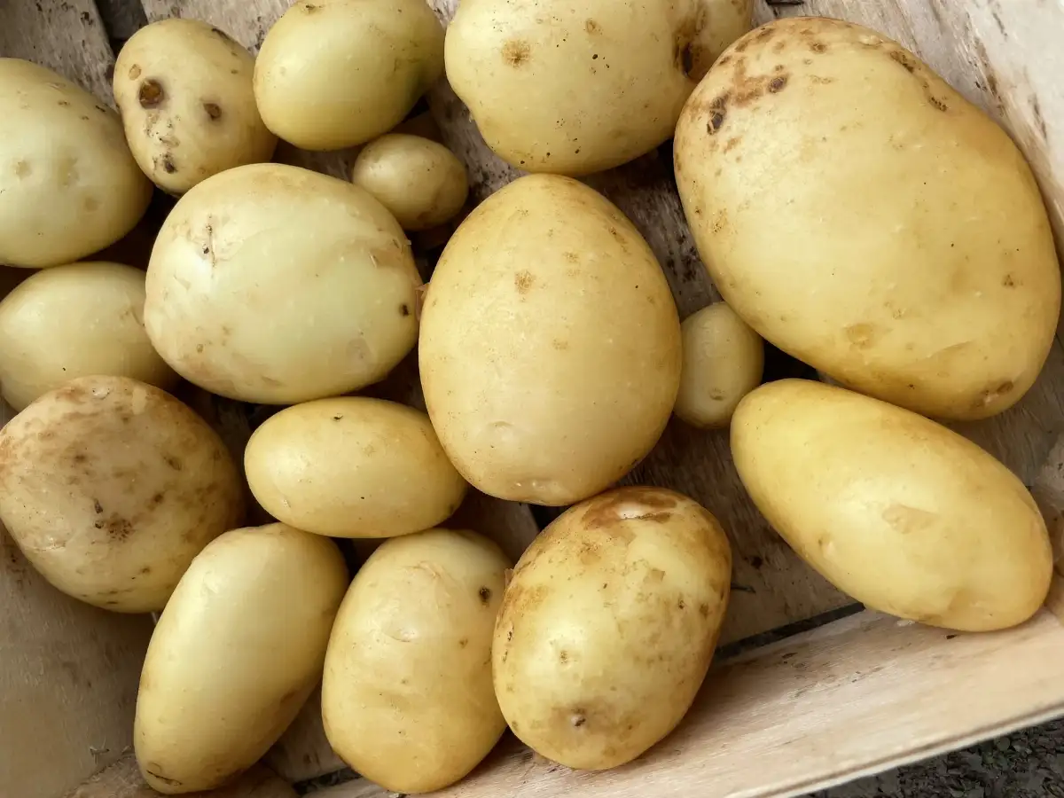 Pomme de terre nouvelle