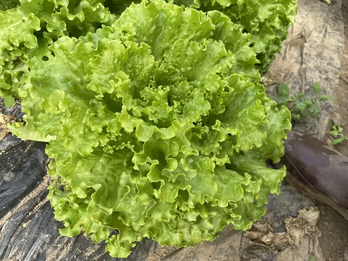 Salade batavia