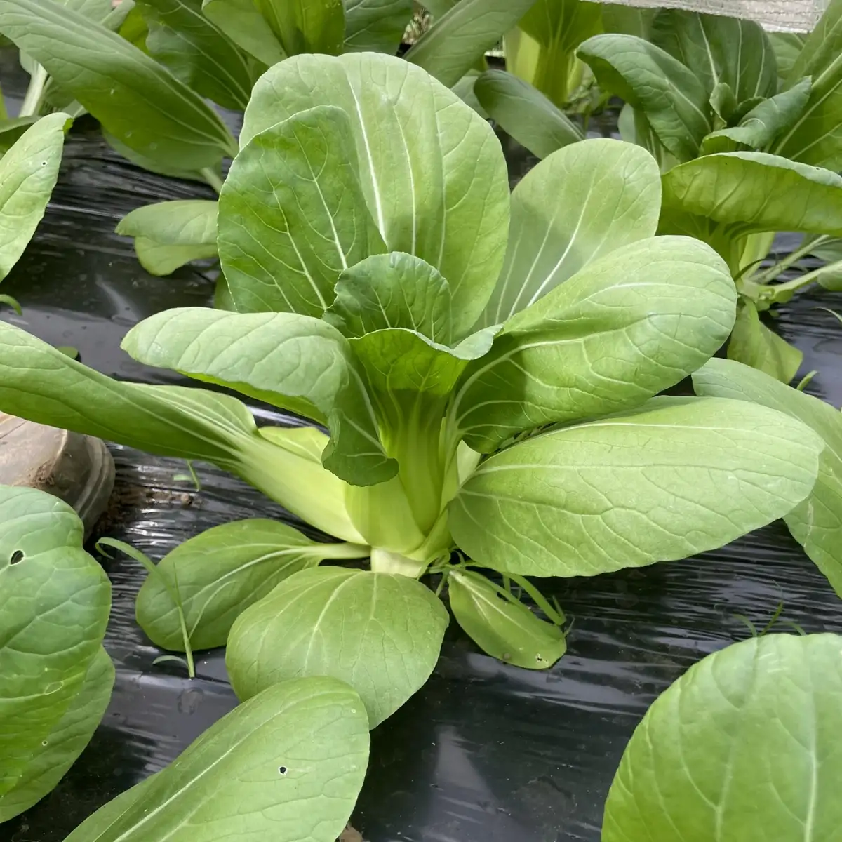 Chou pakchoi