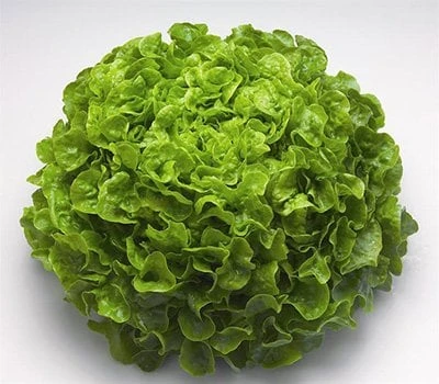 Salade feuille de chêne verte