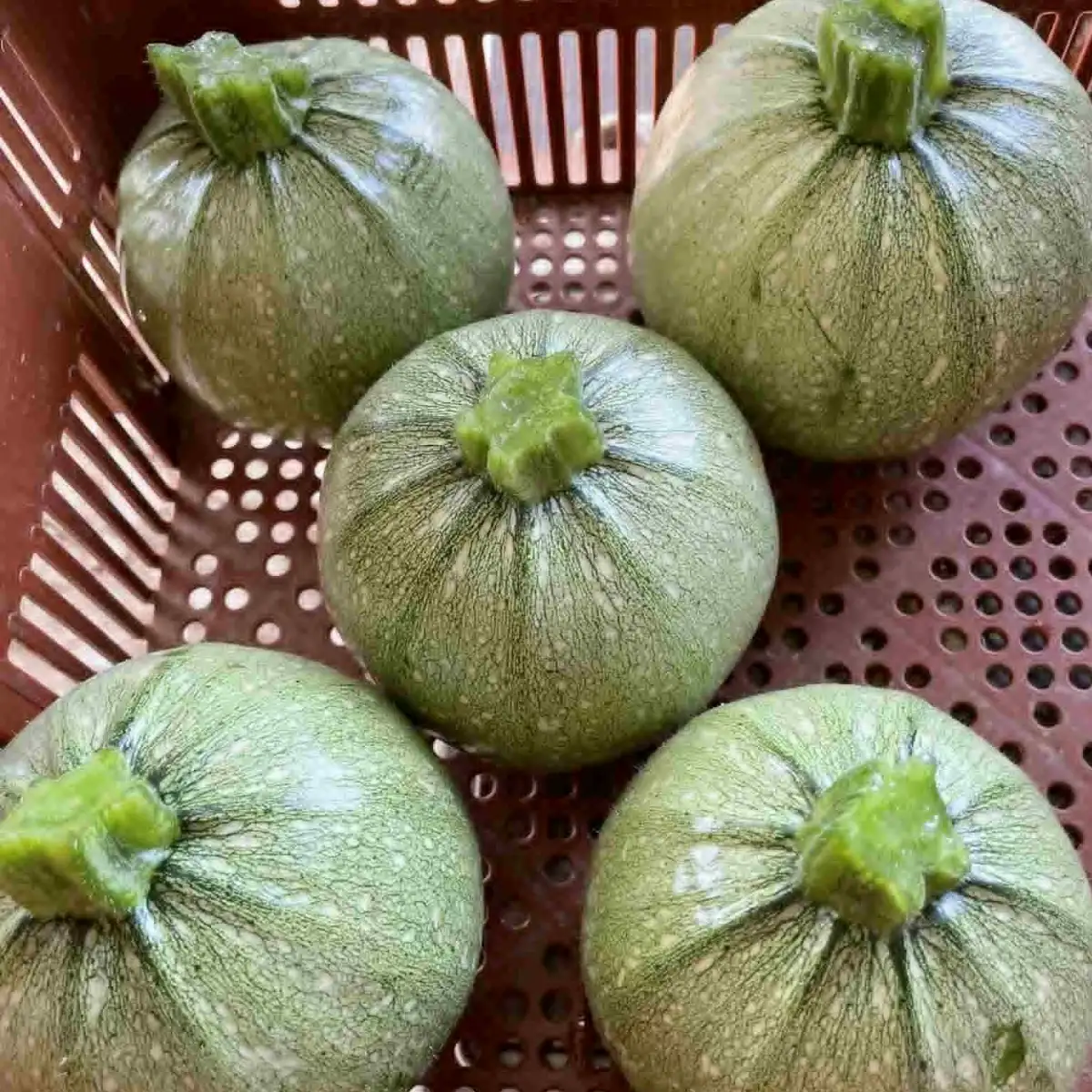 Courgette ronde