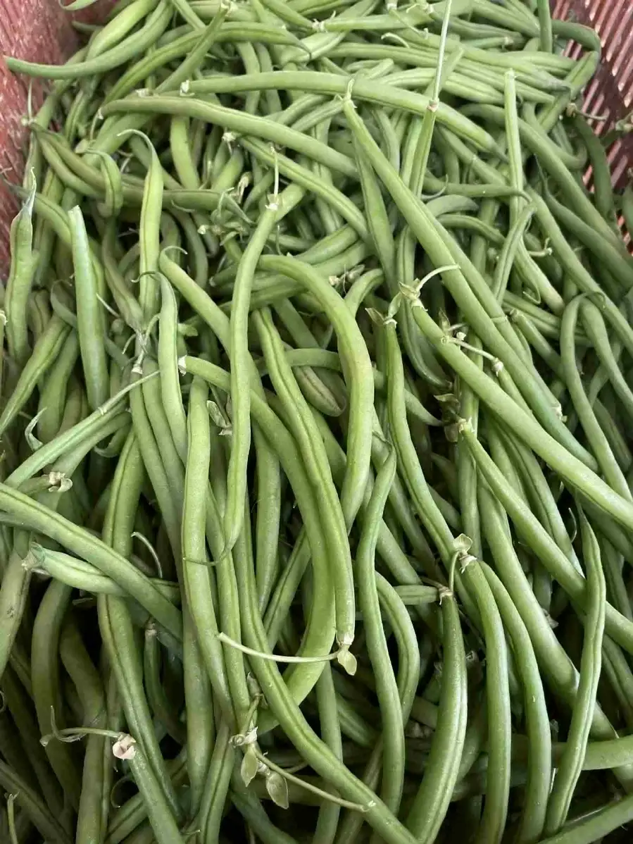 Haricots verts