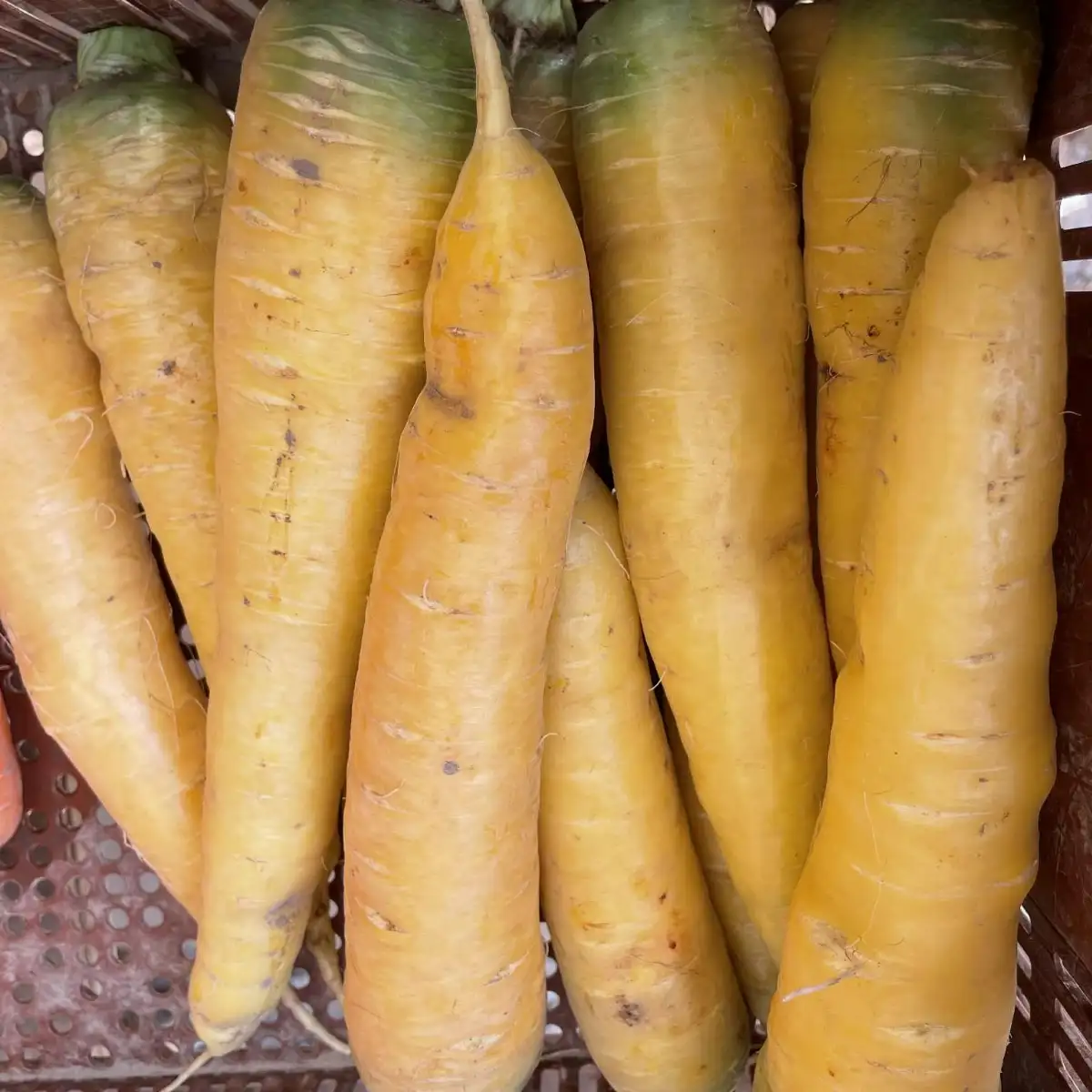 Carotte jaune (vrac)