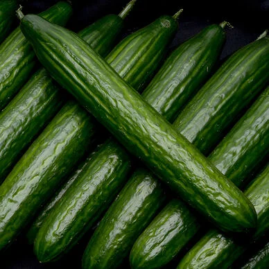 Concombre épineux ou lisse