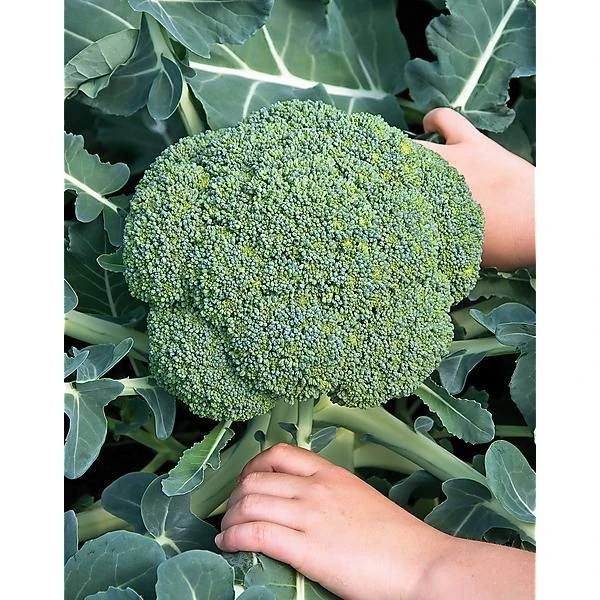 Brocoli
