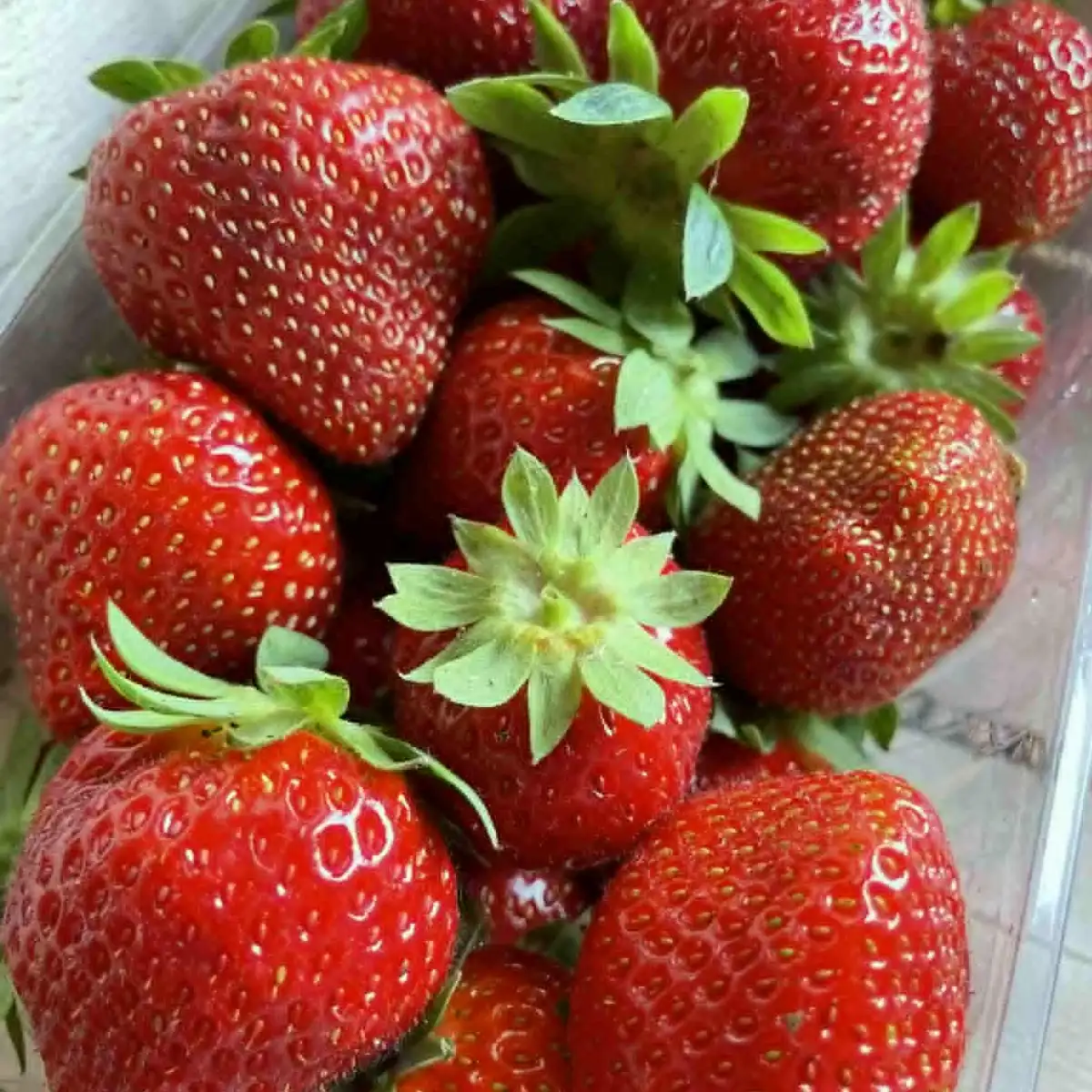 Fraise charlotte