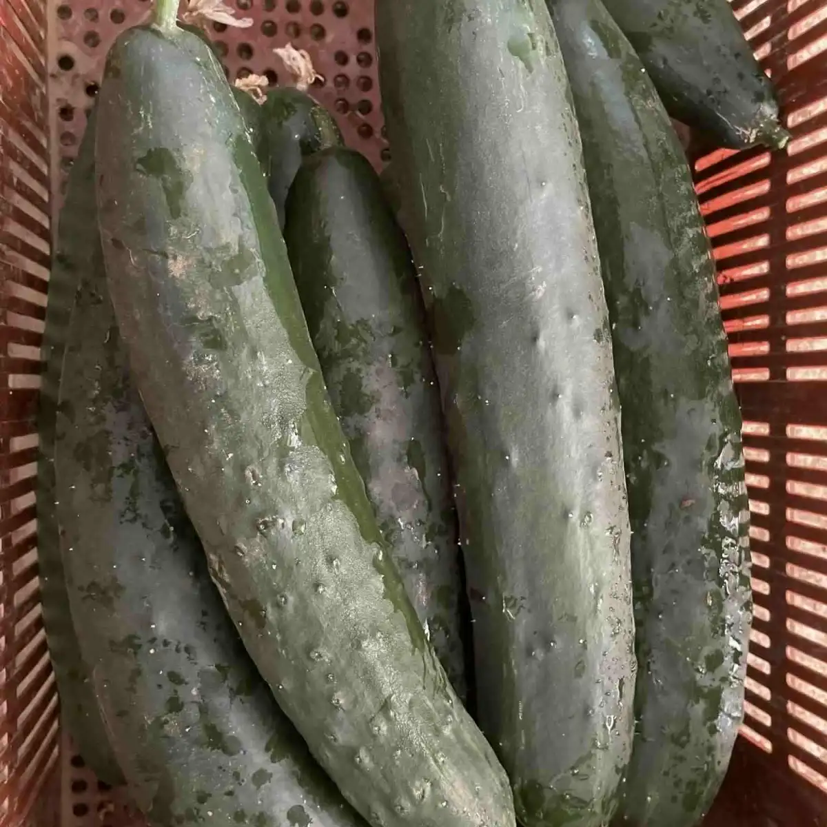 concombre épineux