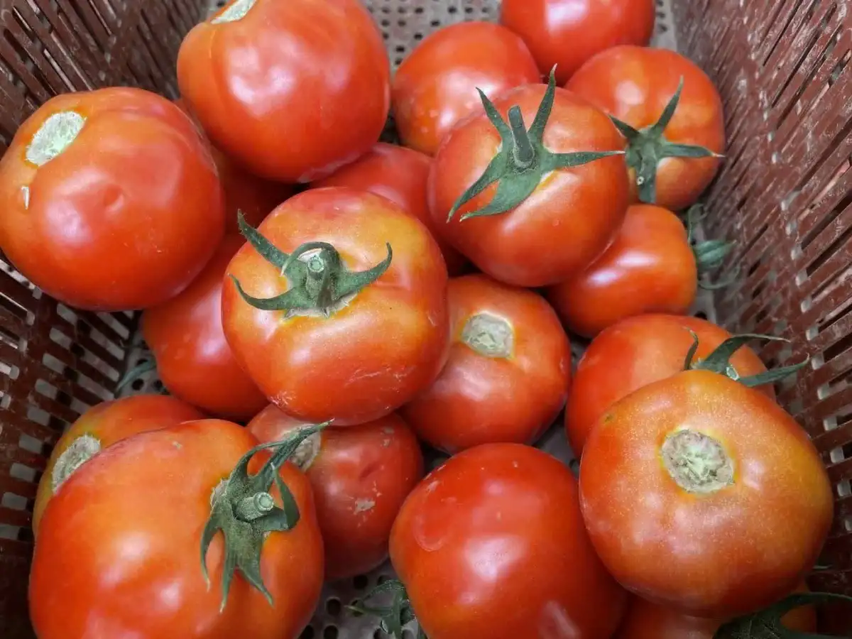 Tomate ronde