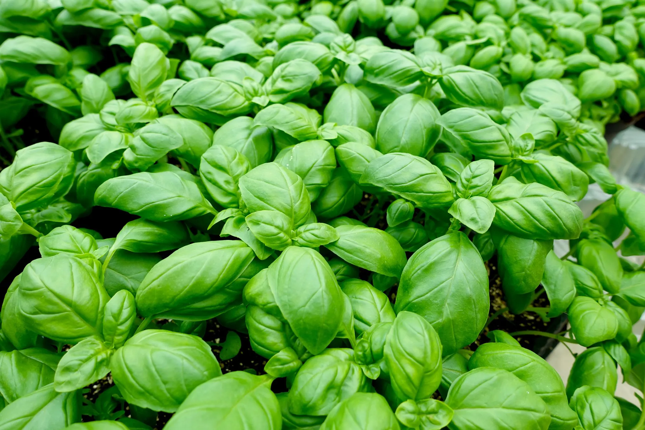 Basilic (bouquet)