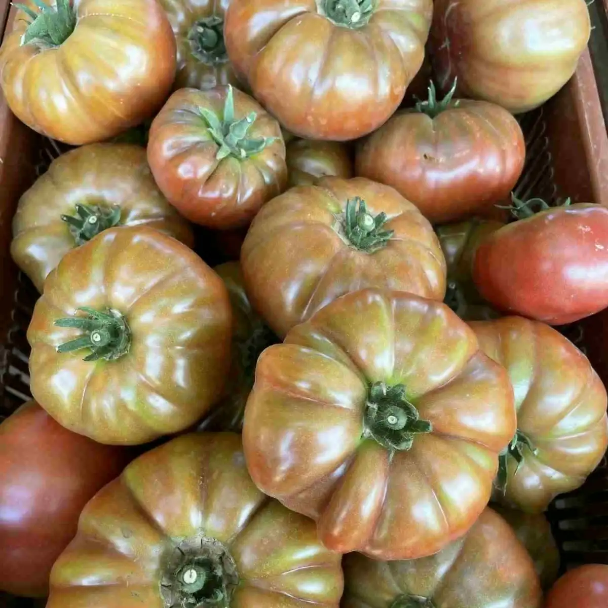 Tomate noire de Crimée