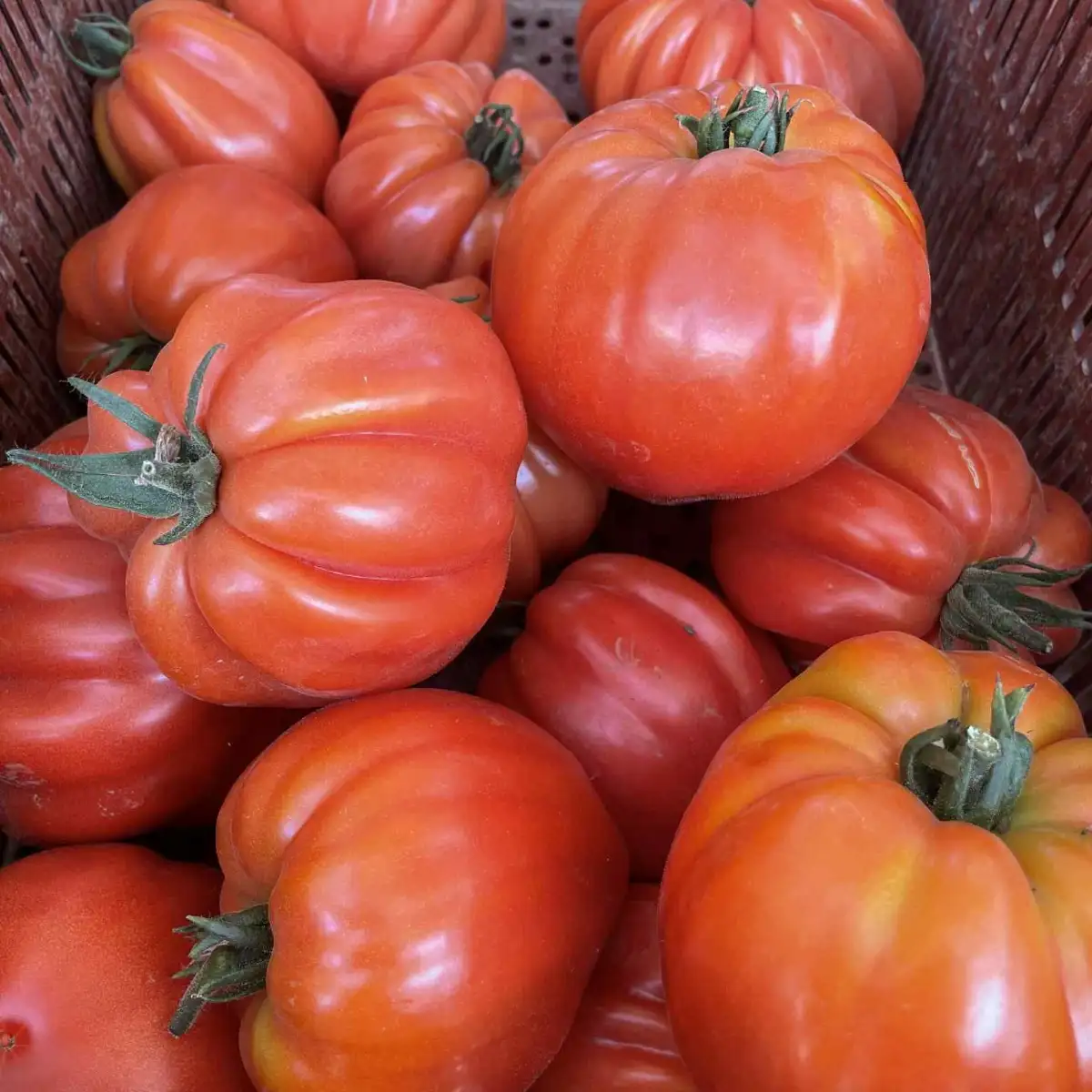 Tomate cœur de bœuf