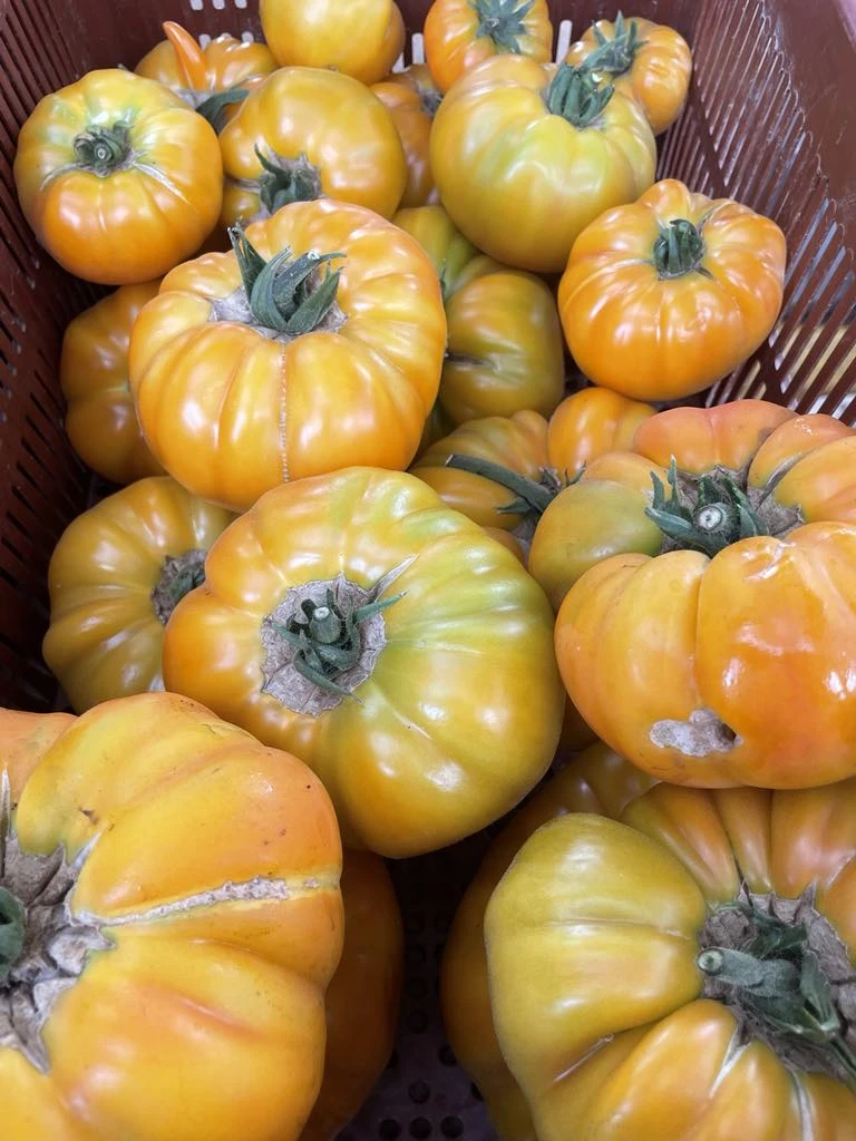 Tomate côtelée jaune