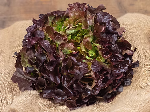 Salade feuille de chêne rouge