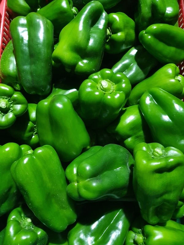 Poivron vert