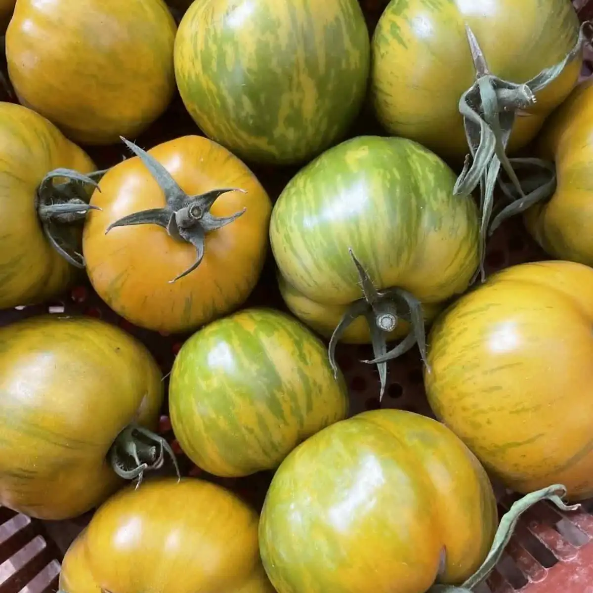 Tomate green zebra