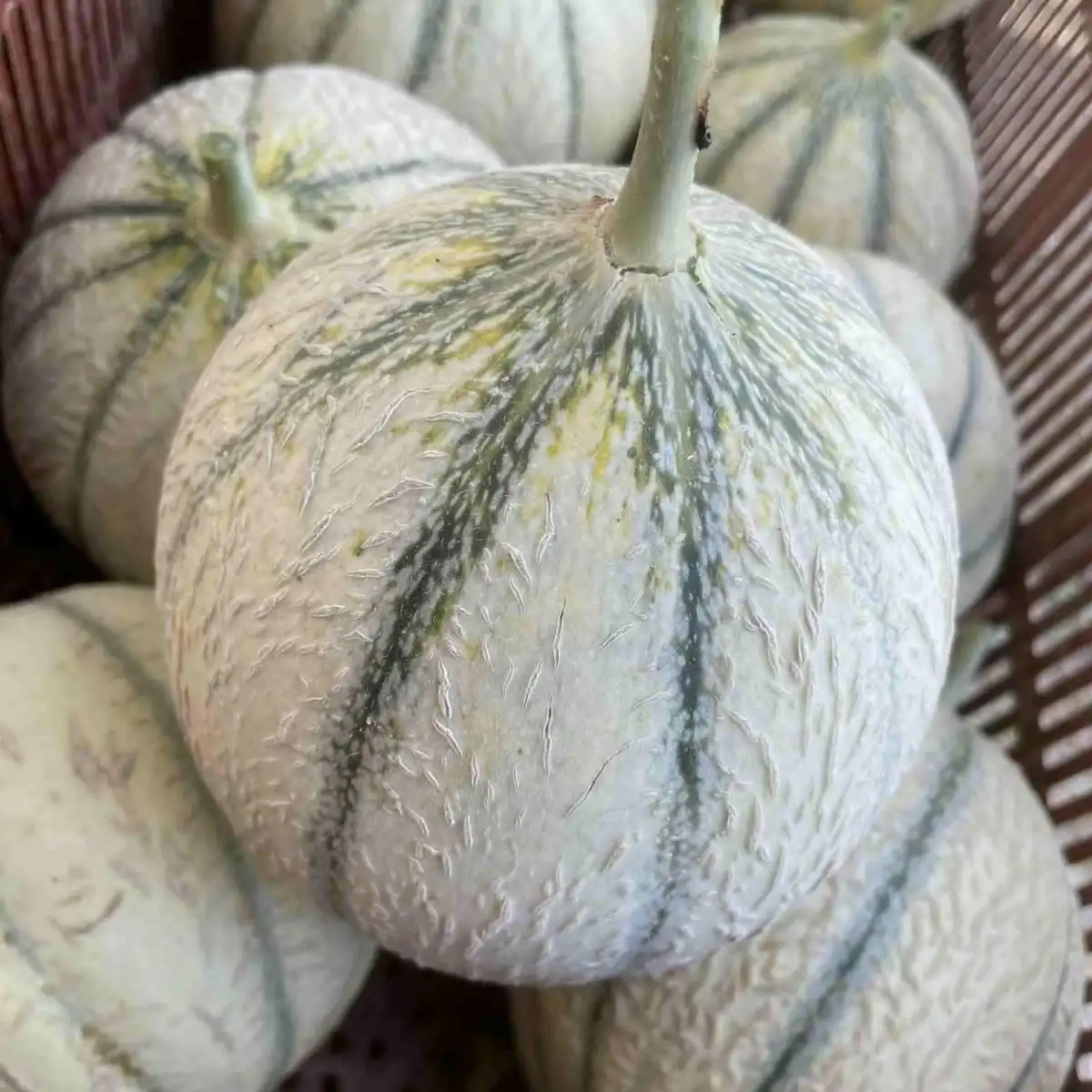 Melon charentais