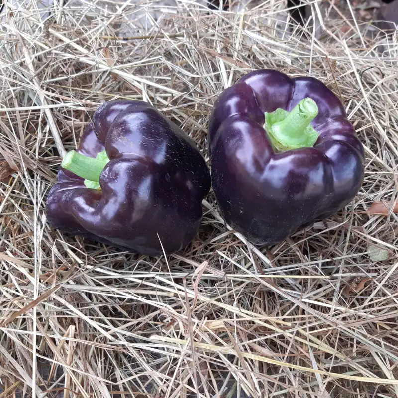 Poivron violet