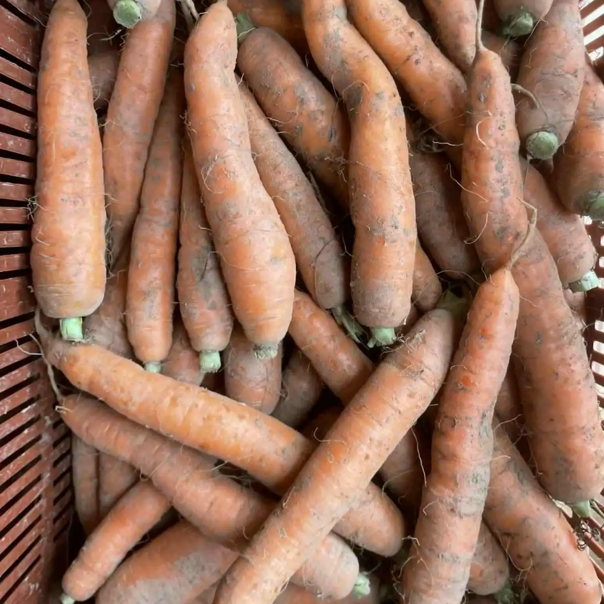 Carotte orange