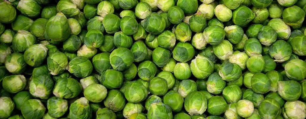 Chou de bruxelles