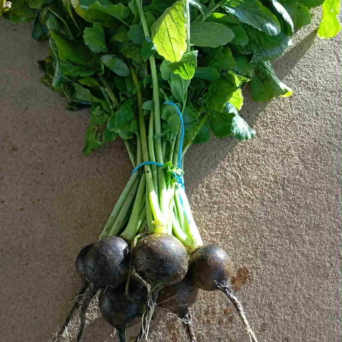 Radis rond noir (Botte)