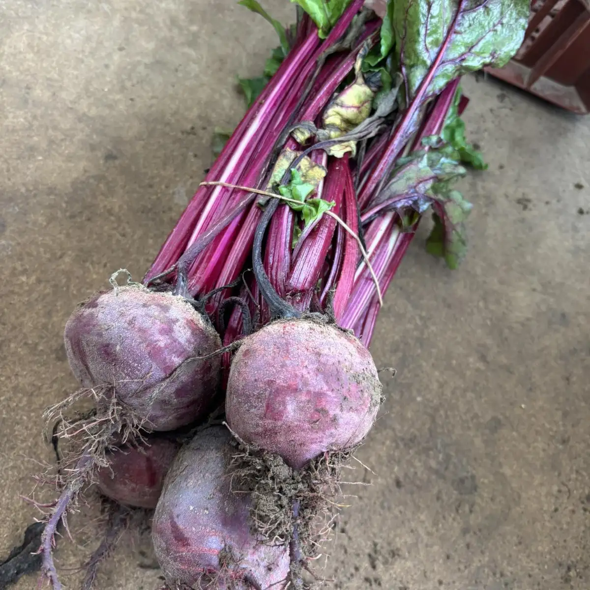 betterave rouge crue (botte)