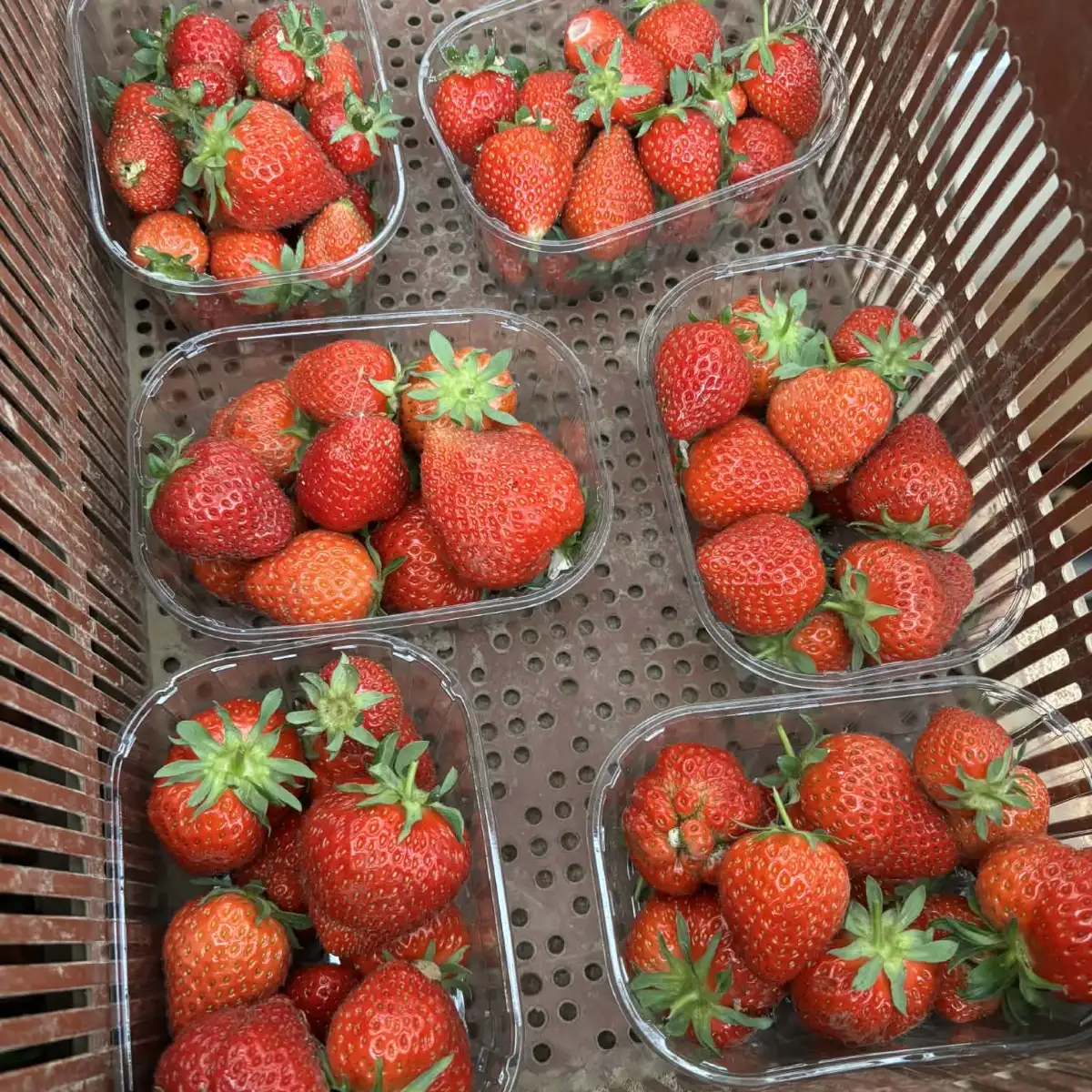 Fraise charlotte