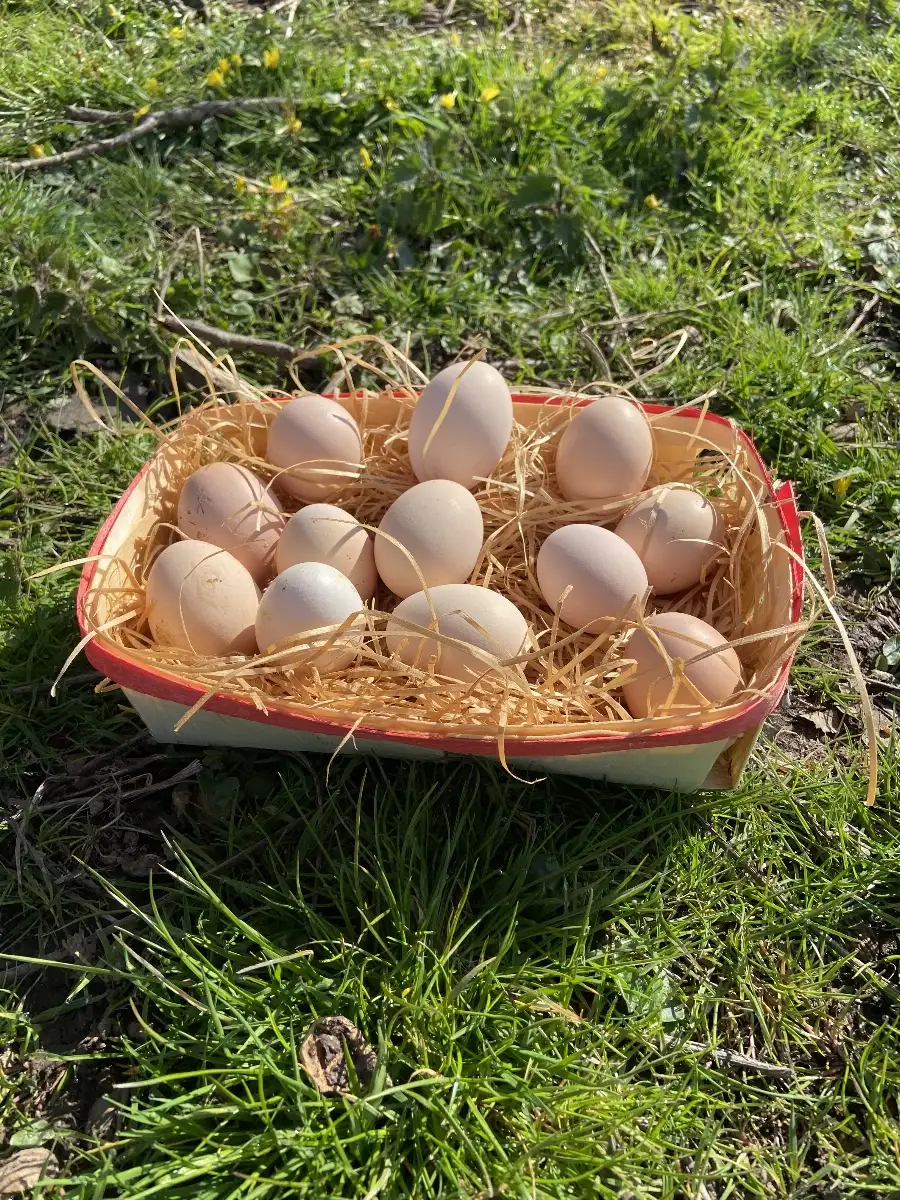 Œufs de poules