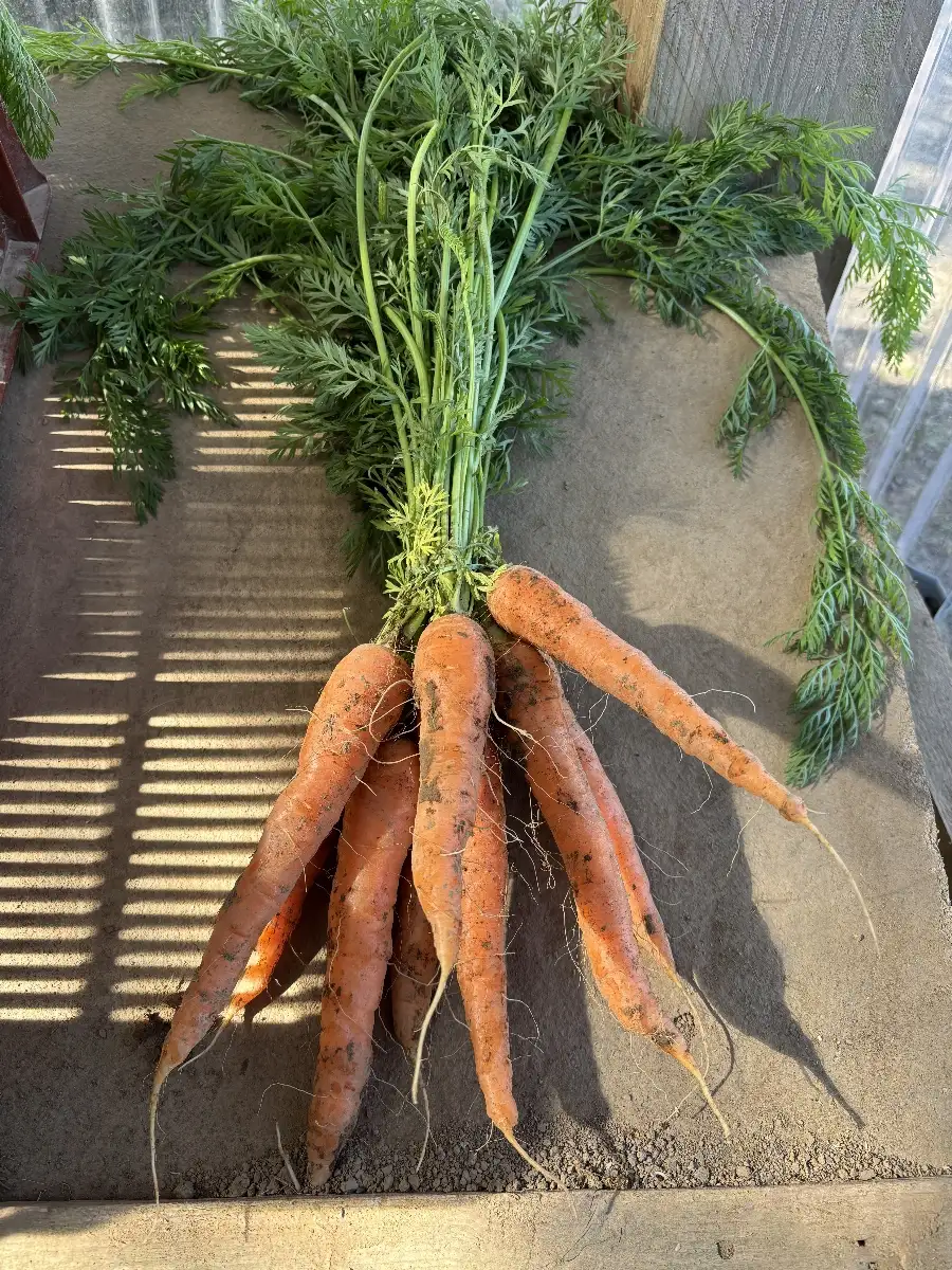 Carottes nouvelles
