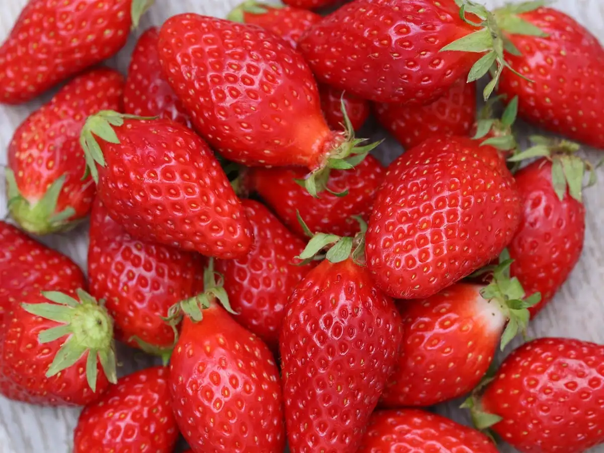 Fraise gariguette