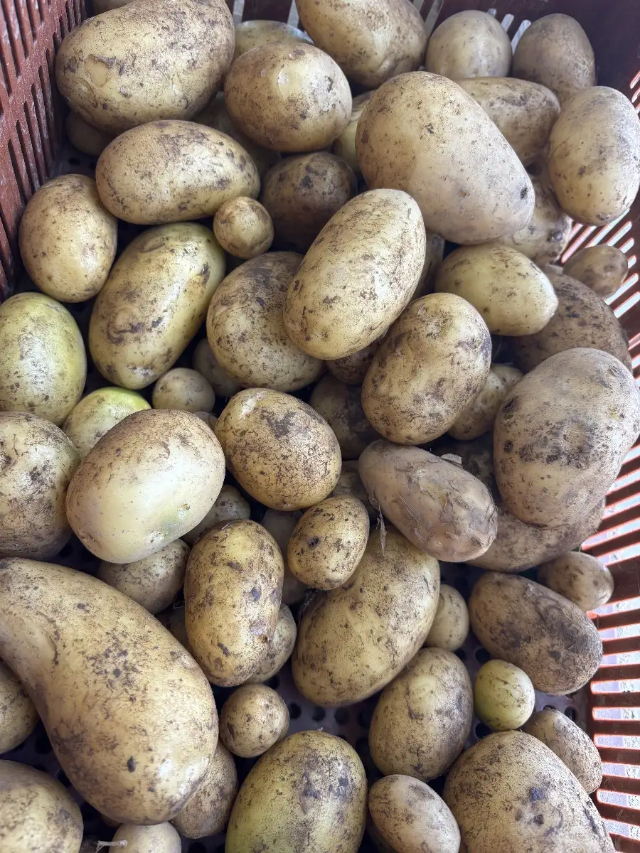 Pomme de terre nouvelle