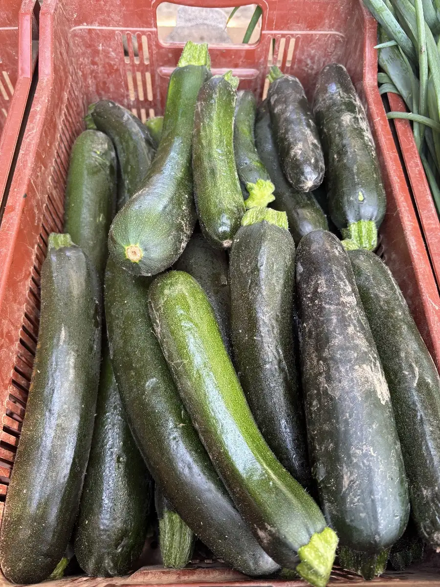 Courgette verte