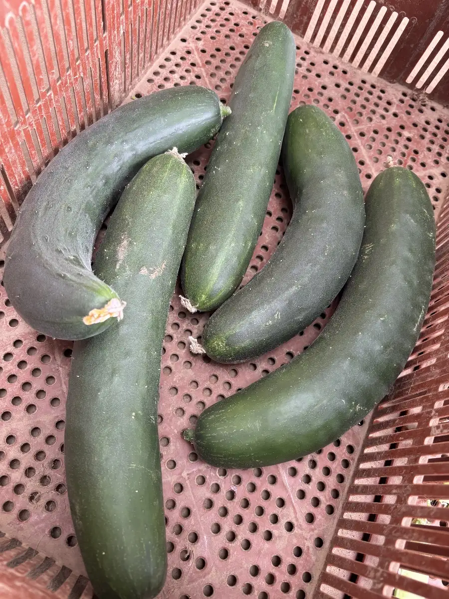 Concombre épineux