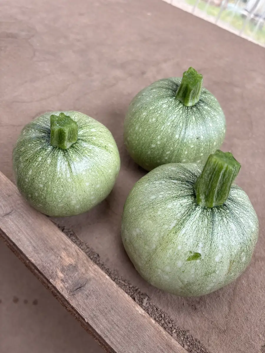 Courgette ronde
