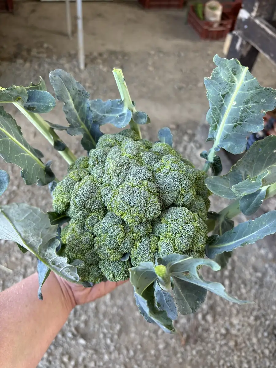Brocoli