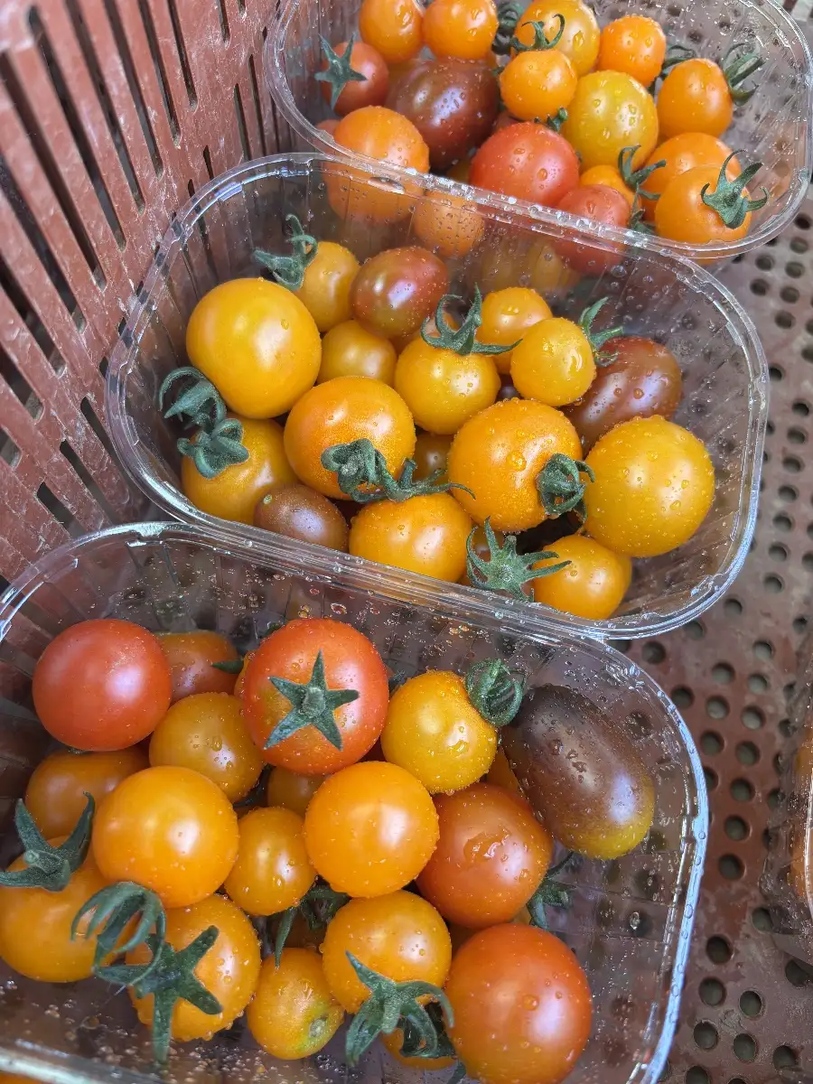 Tomates cerises