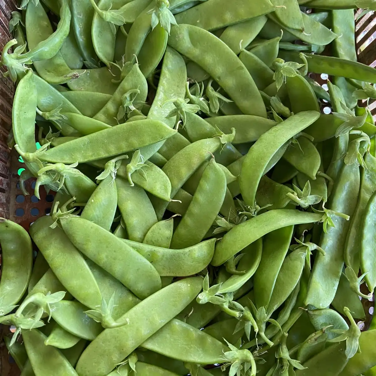 Pois mange-tout