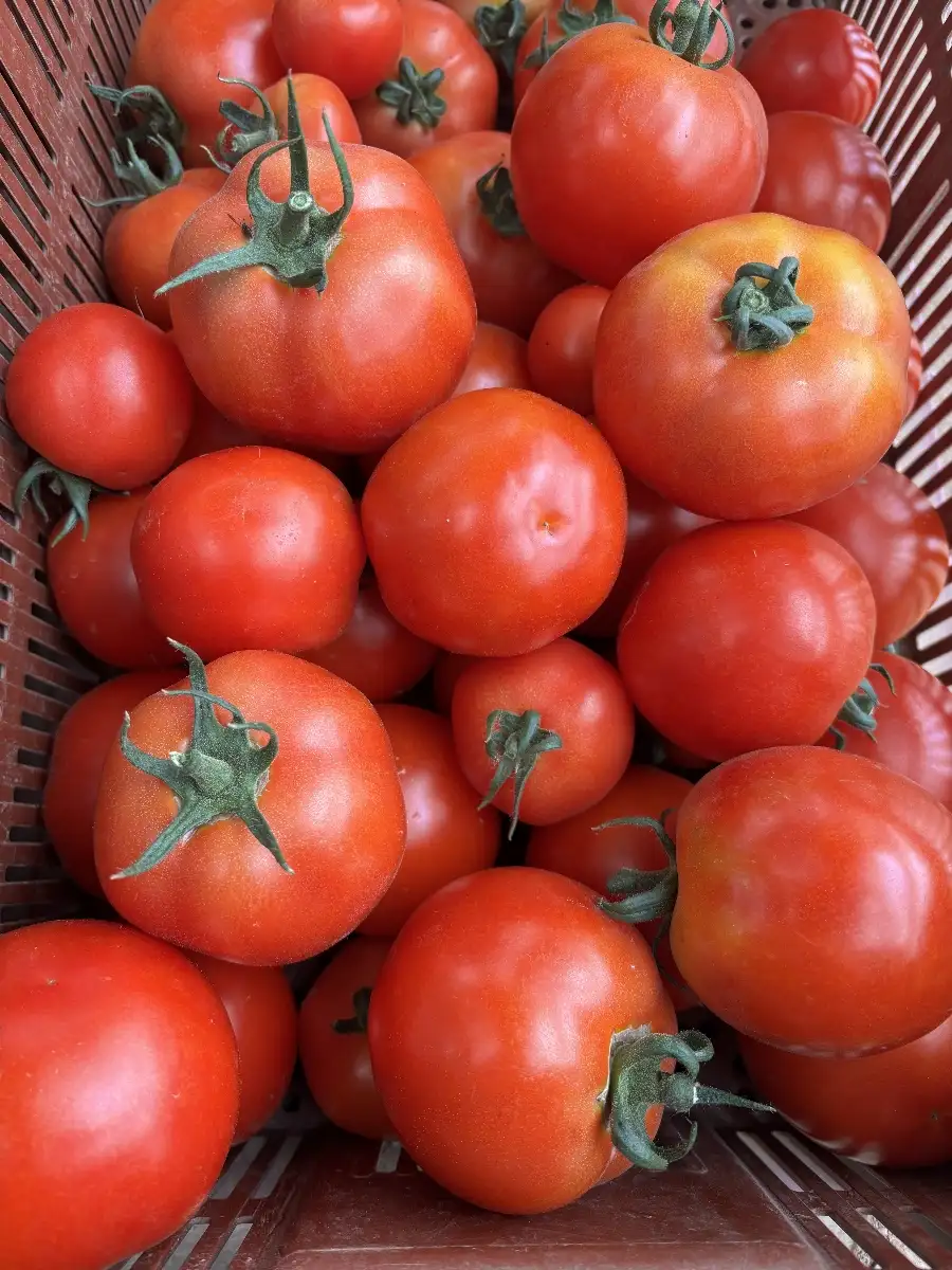 Tomate ronde