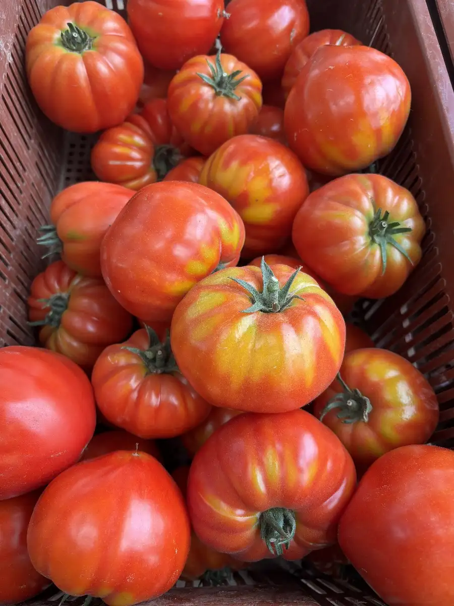Tomate cœur de bœuf