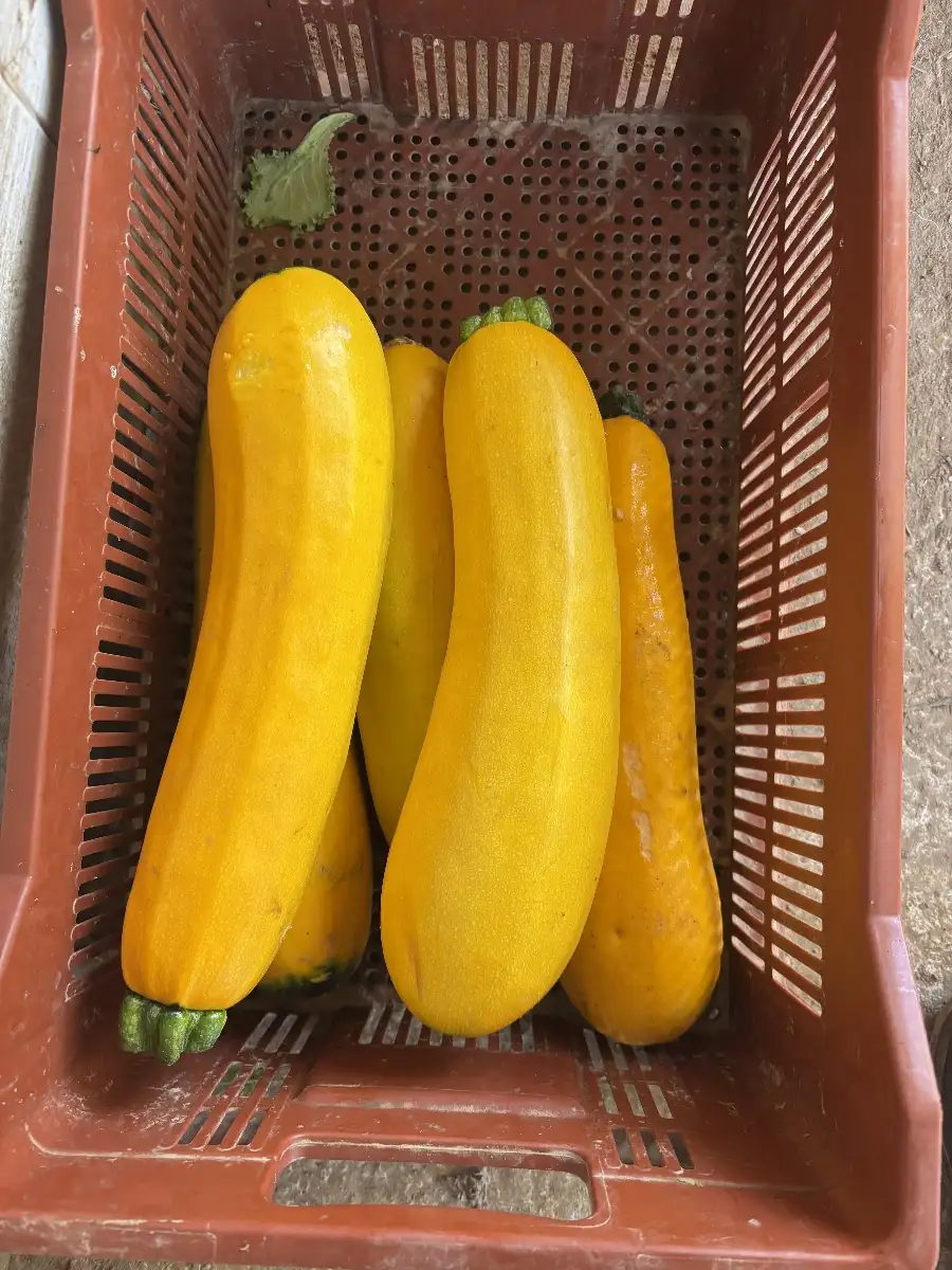 Grosse courgette jaune
