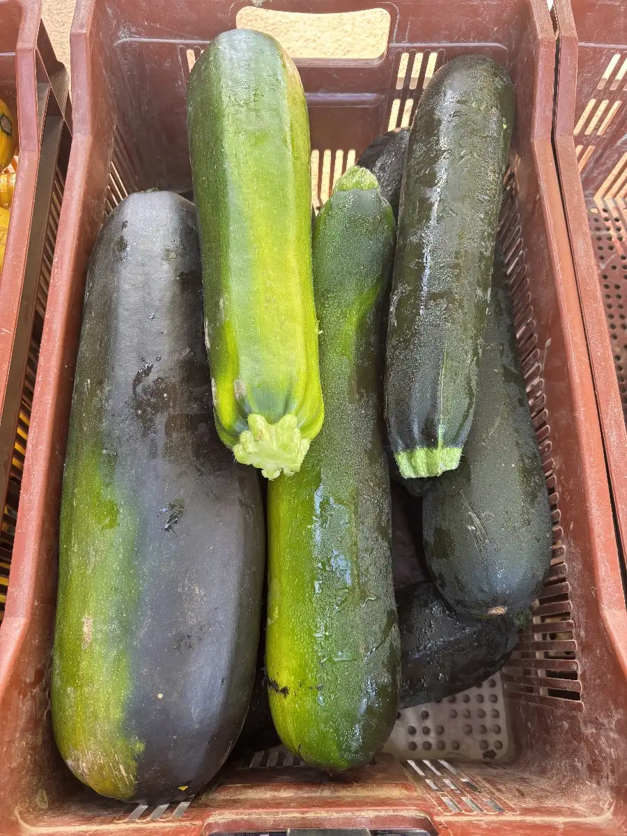Grosse courgette verte