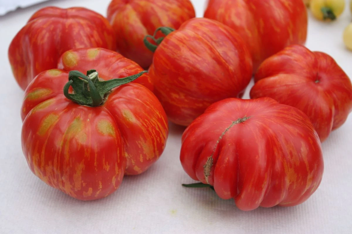 Tomate Red zebra