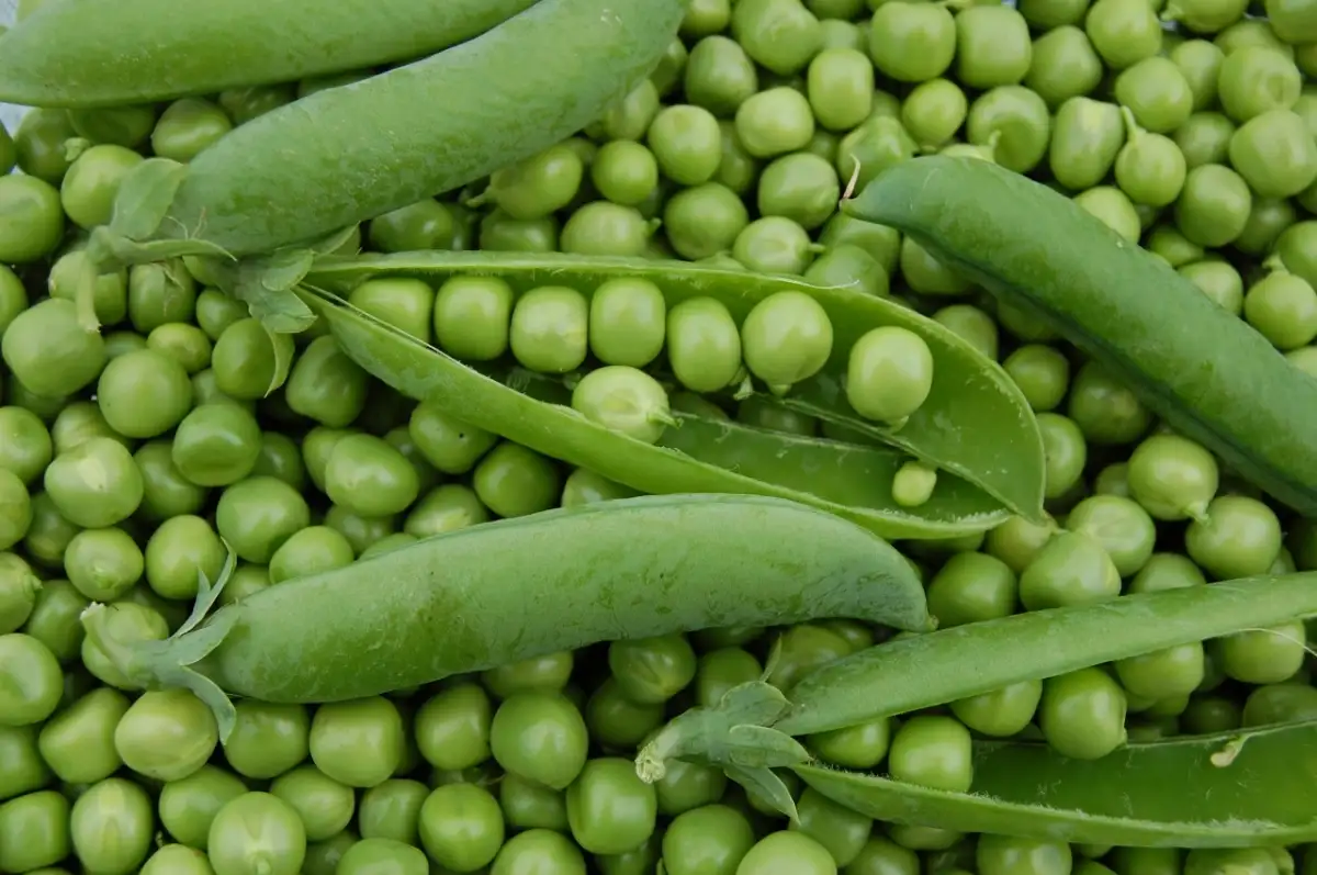 Petit-pois à écosser