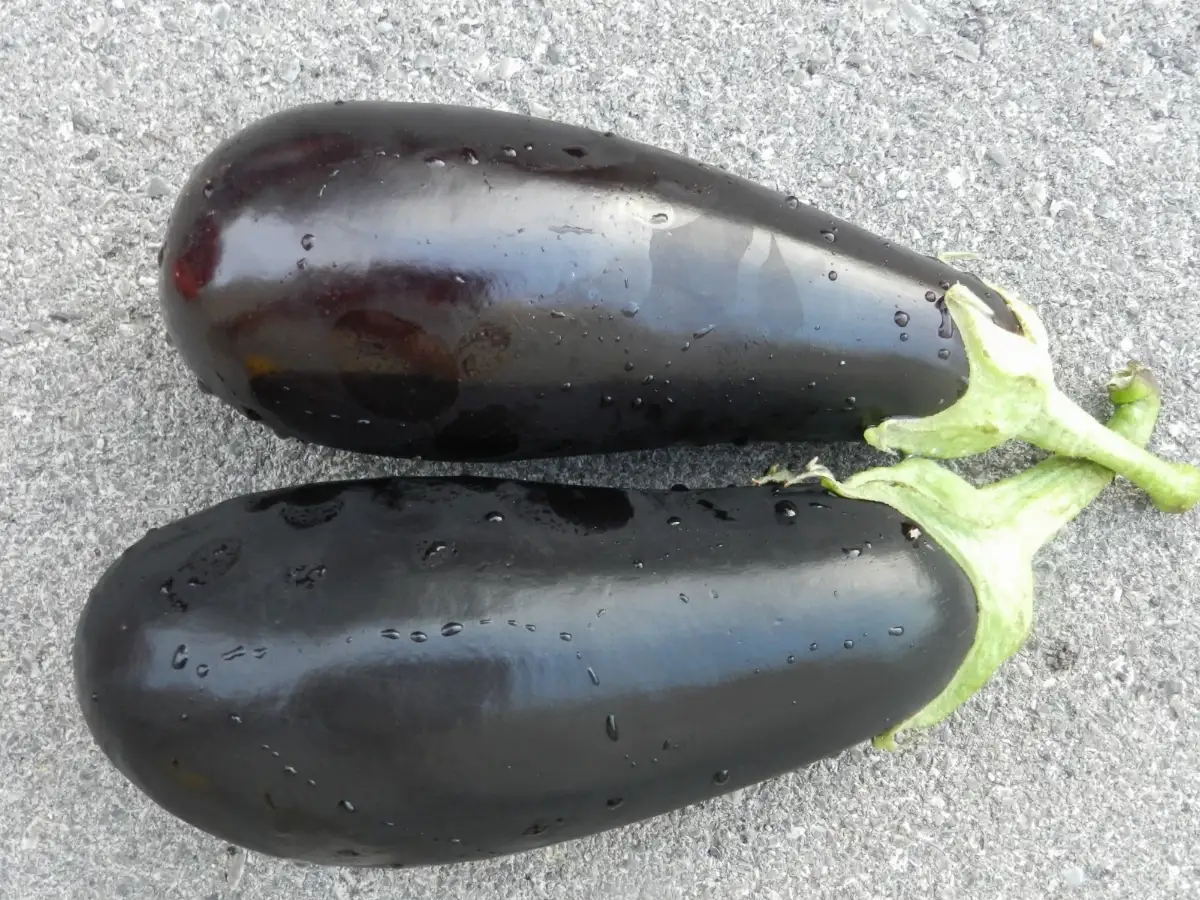 Aubergine