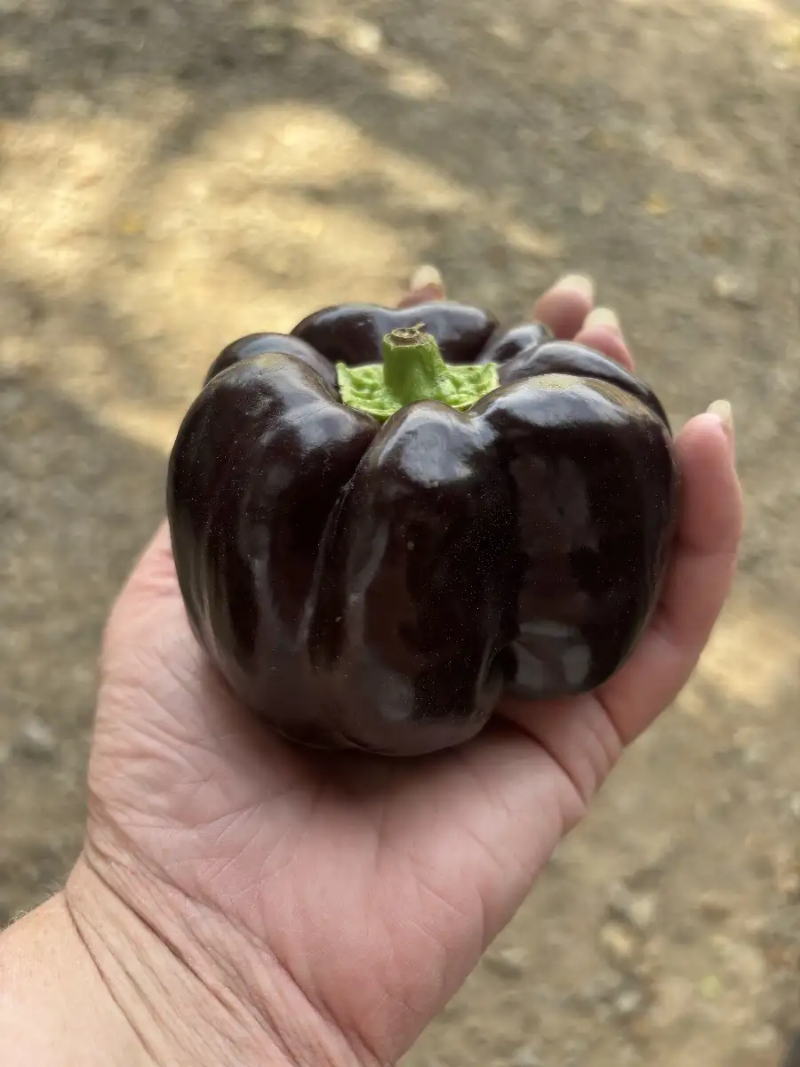 Poivron violet