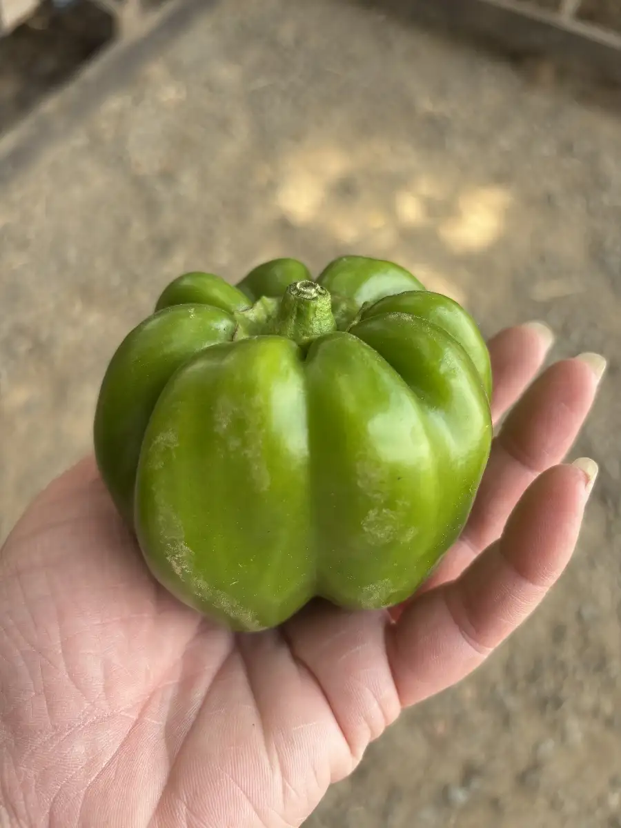 Poivron vert