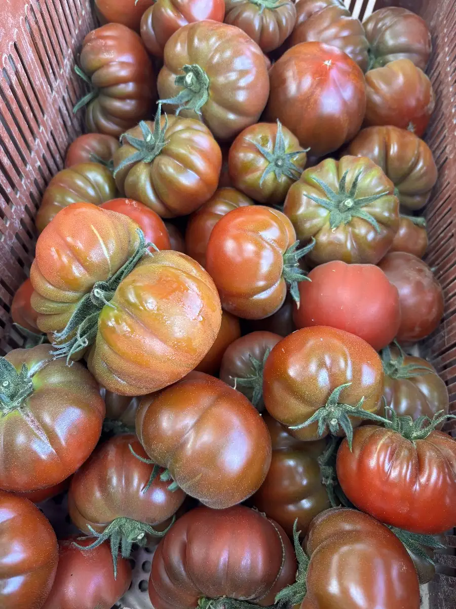 Tomate noire de Crimée