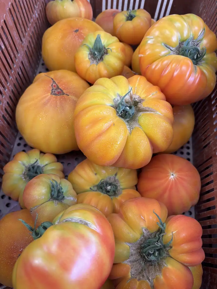 Tomate jaune