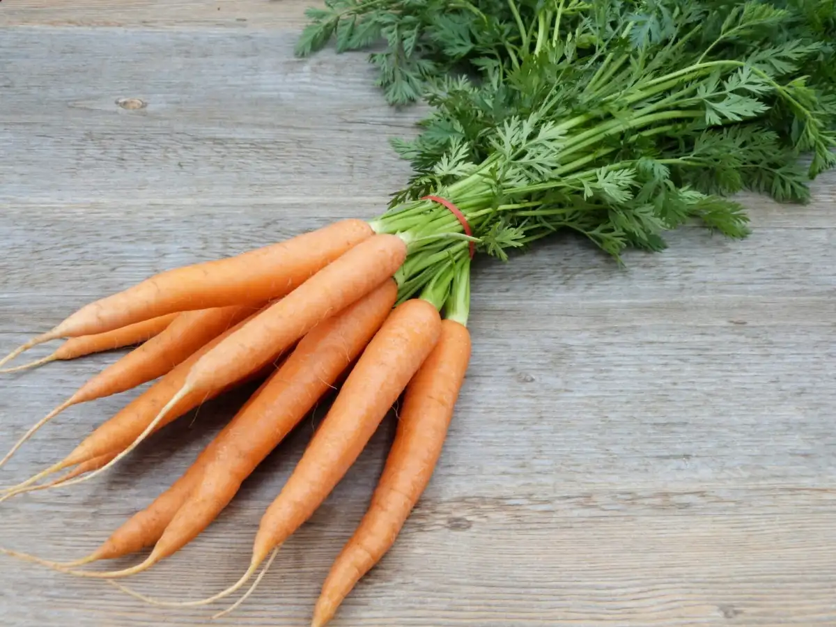 Carotte orange (botte)