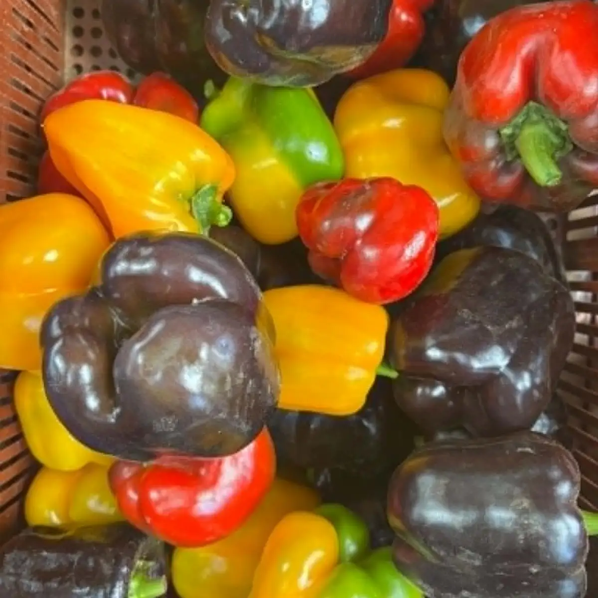 Poivron (mélange de couleur)