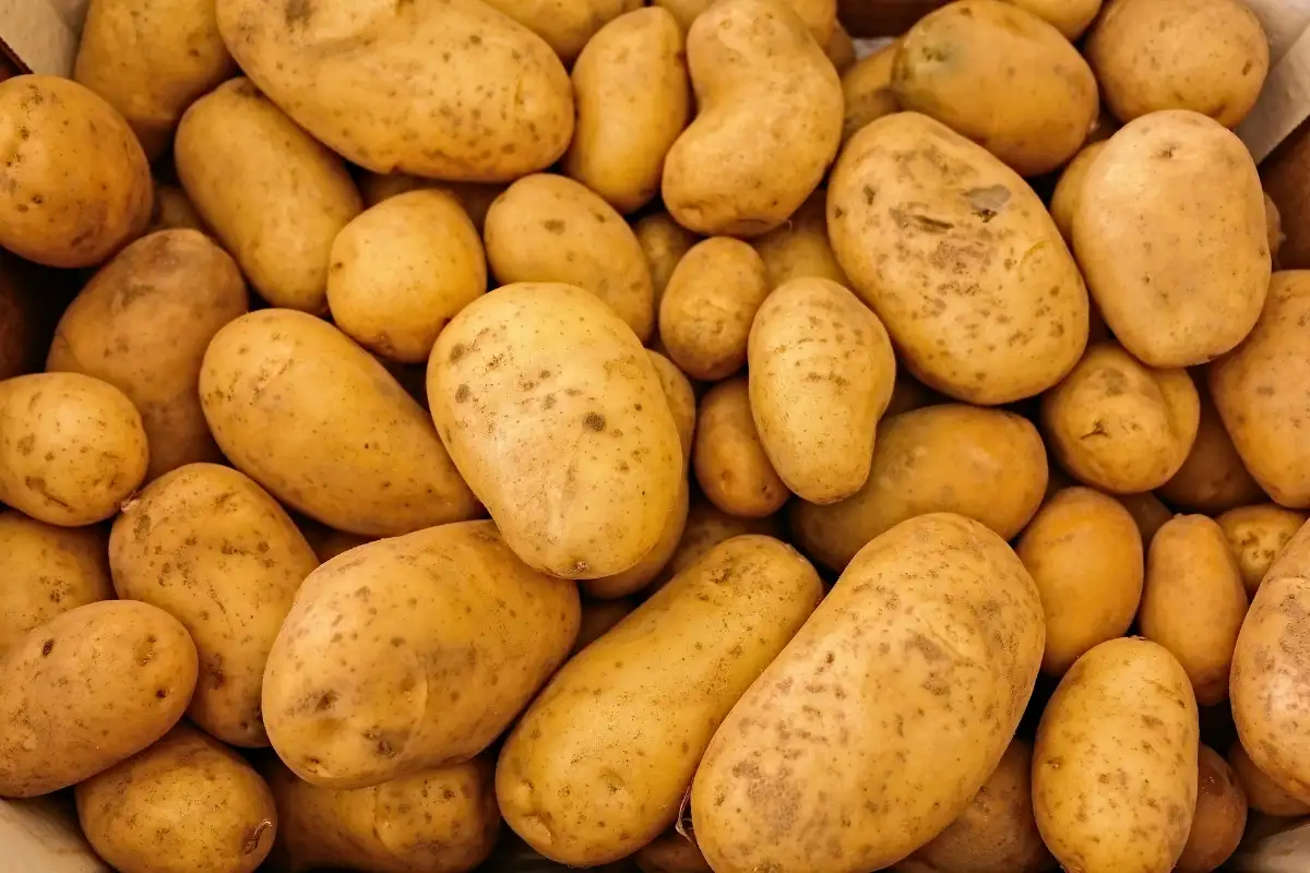 Pomme de terre Monalisa